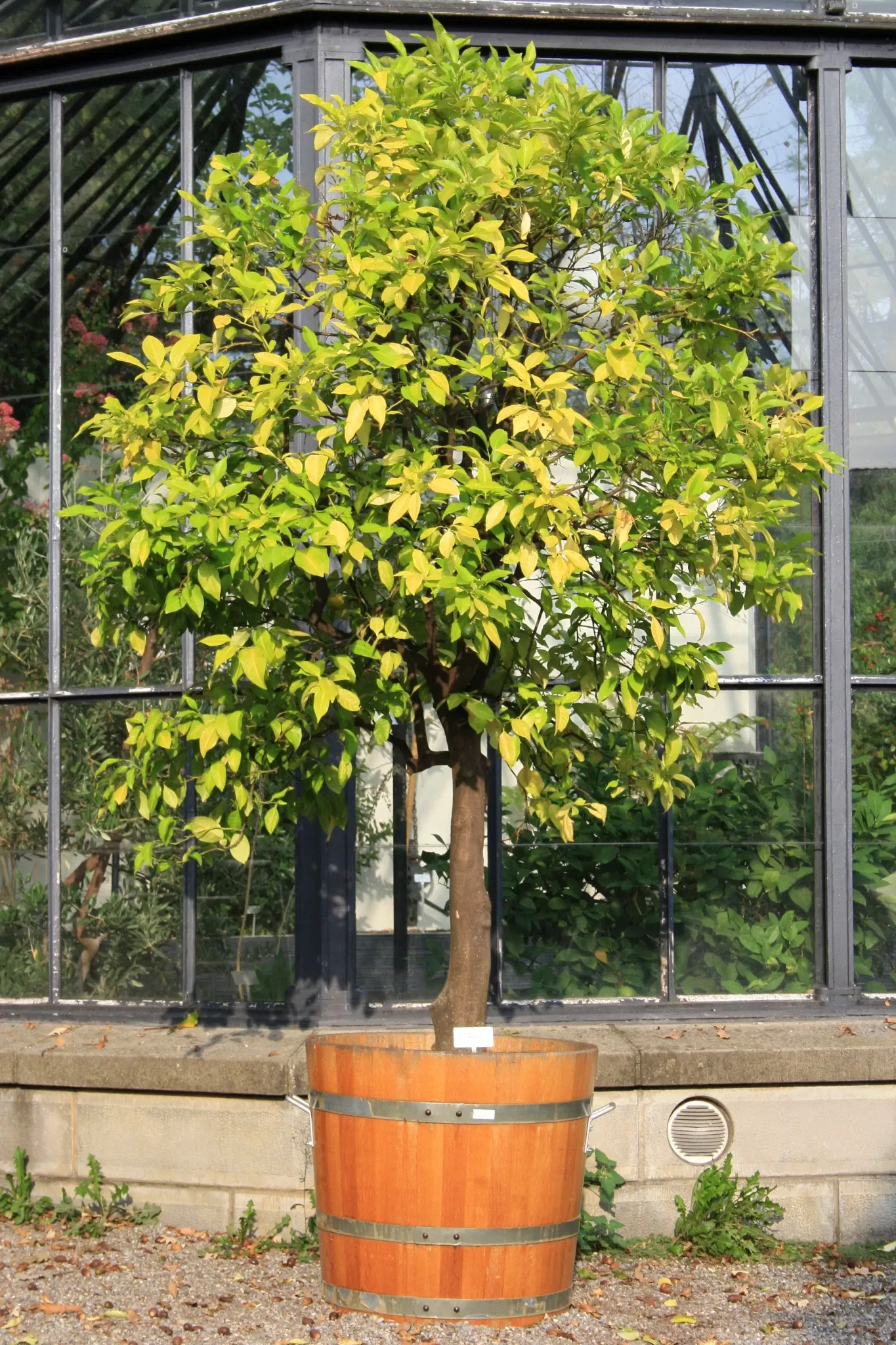 Alter Botanischer Garten