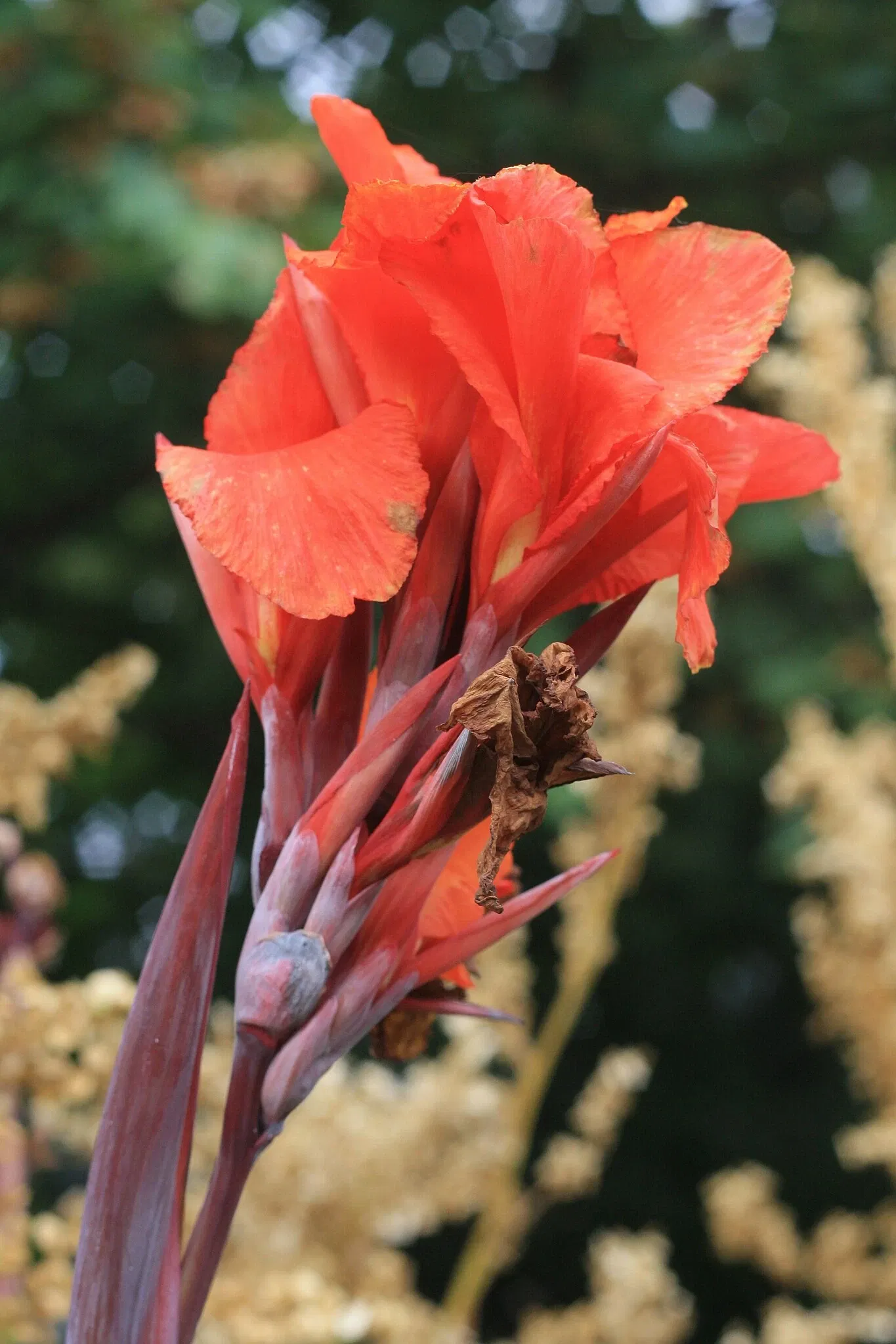 Alter Botanischer Garten