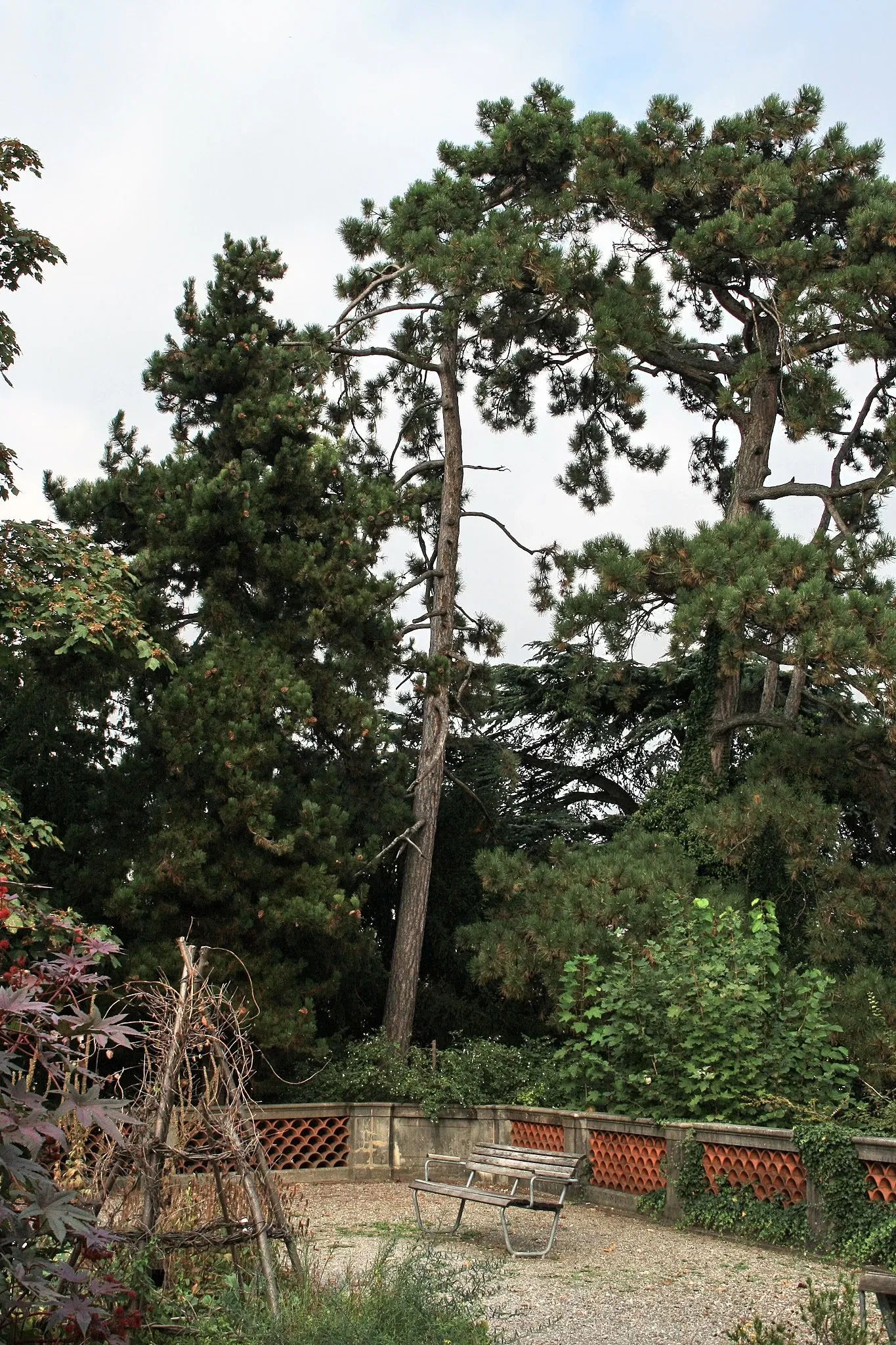 Alter Botanischer Garten