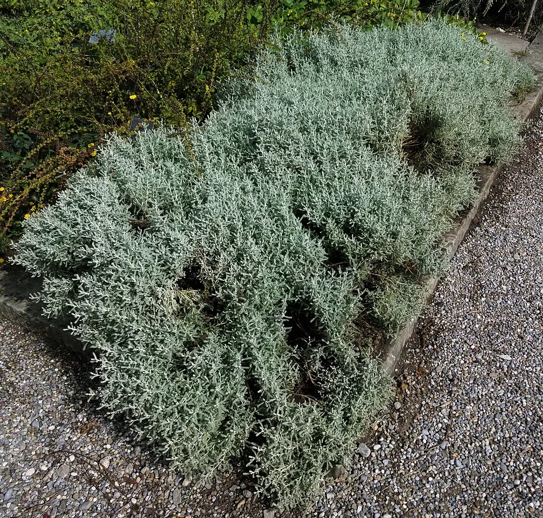 Old Botanical Garden