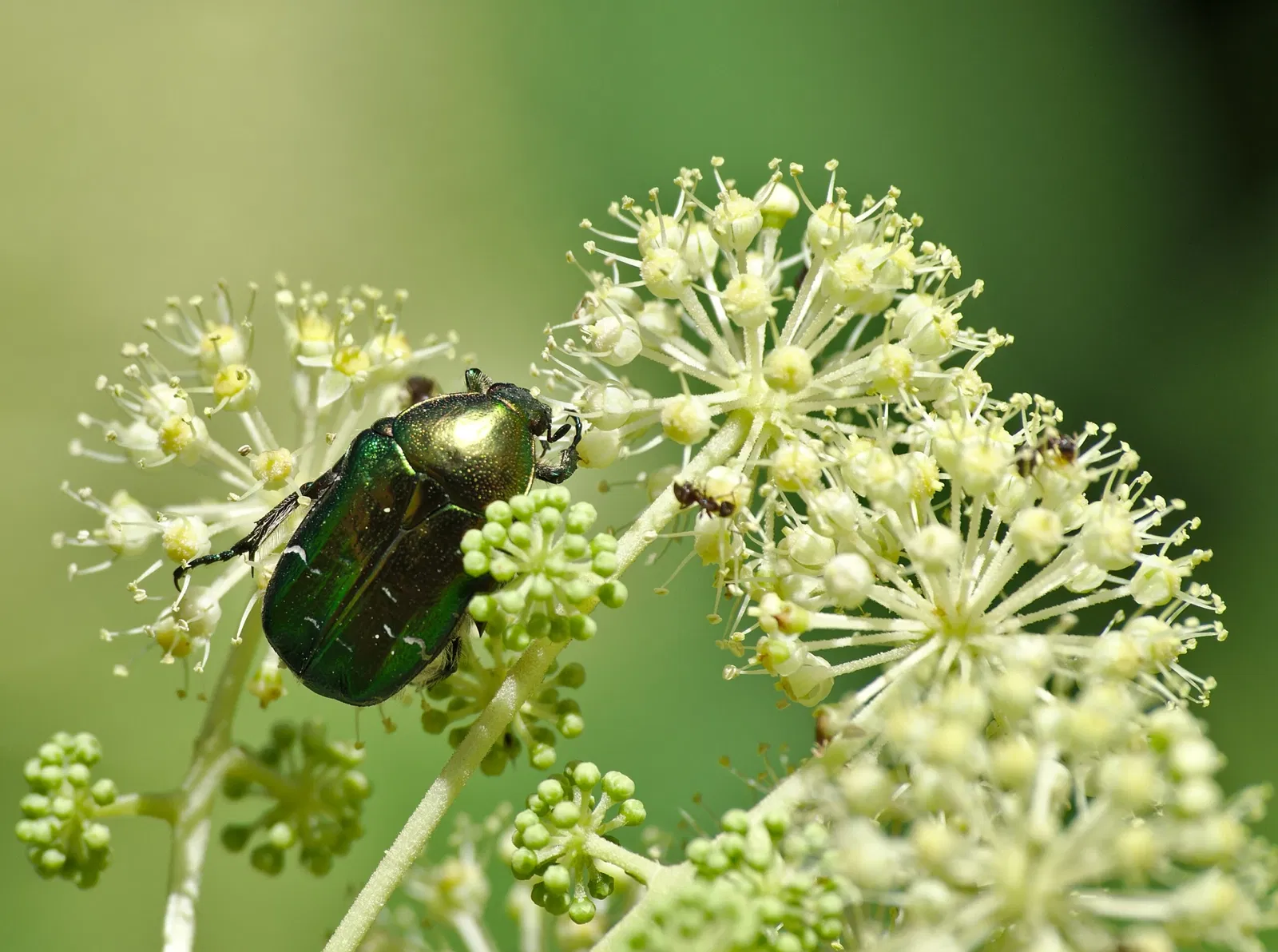 Alter Botanischer Garten