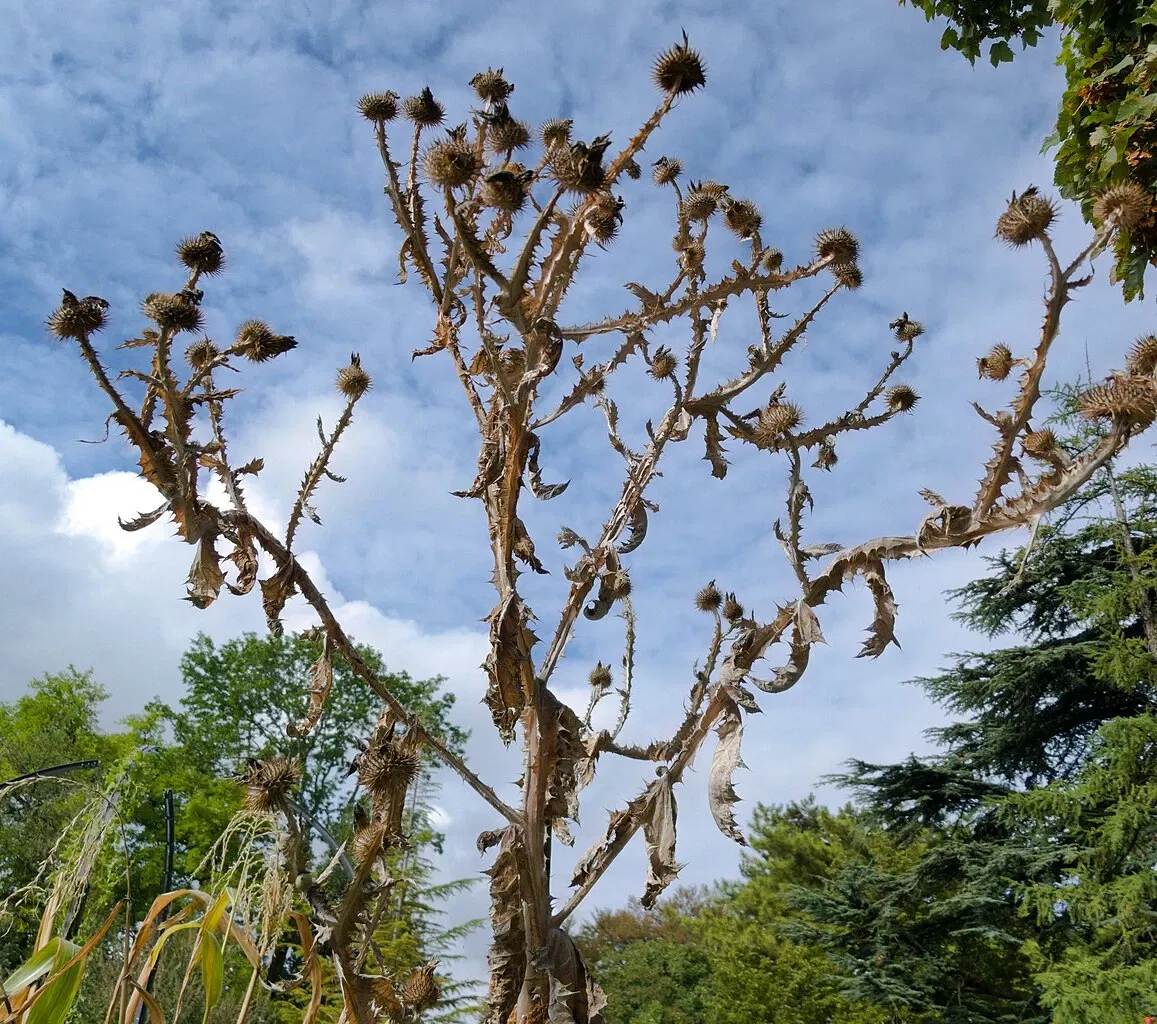 Jardin botanique de Zurich
