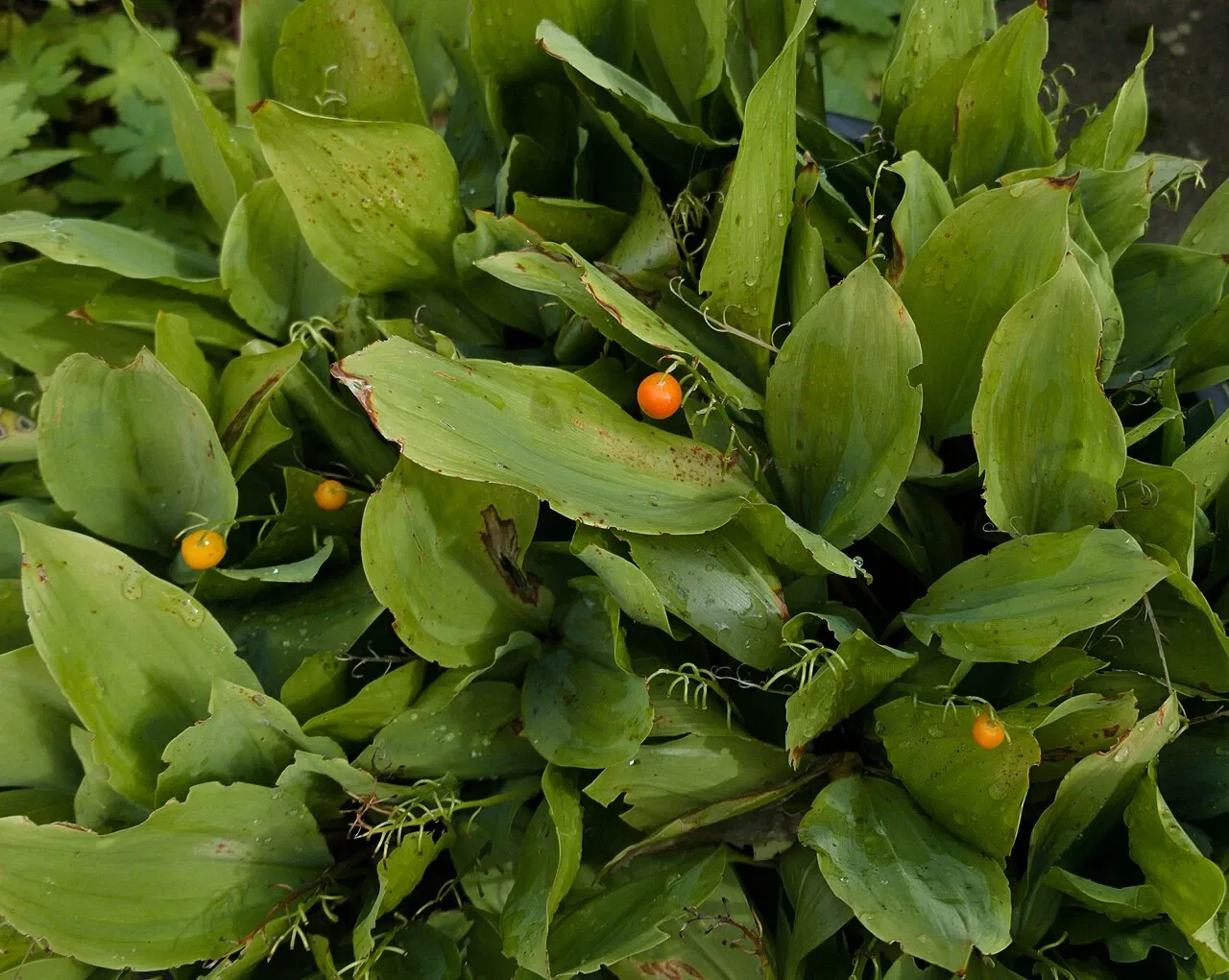 Old Botanical Garden