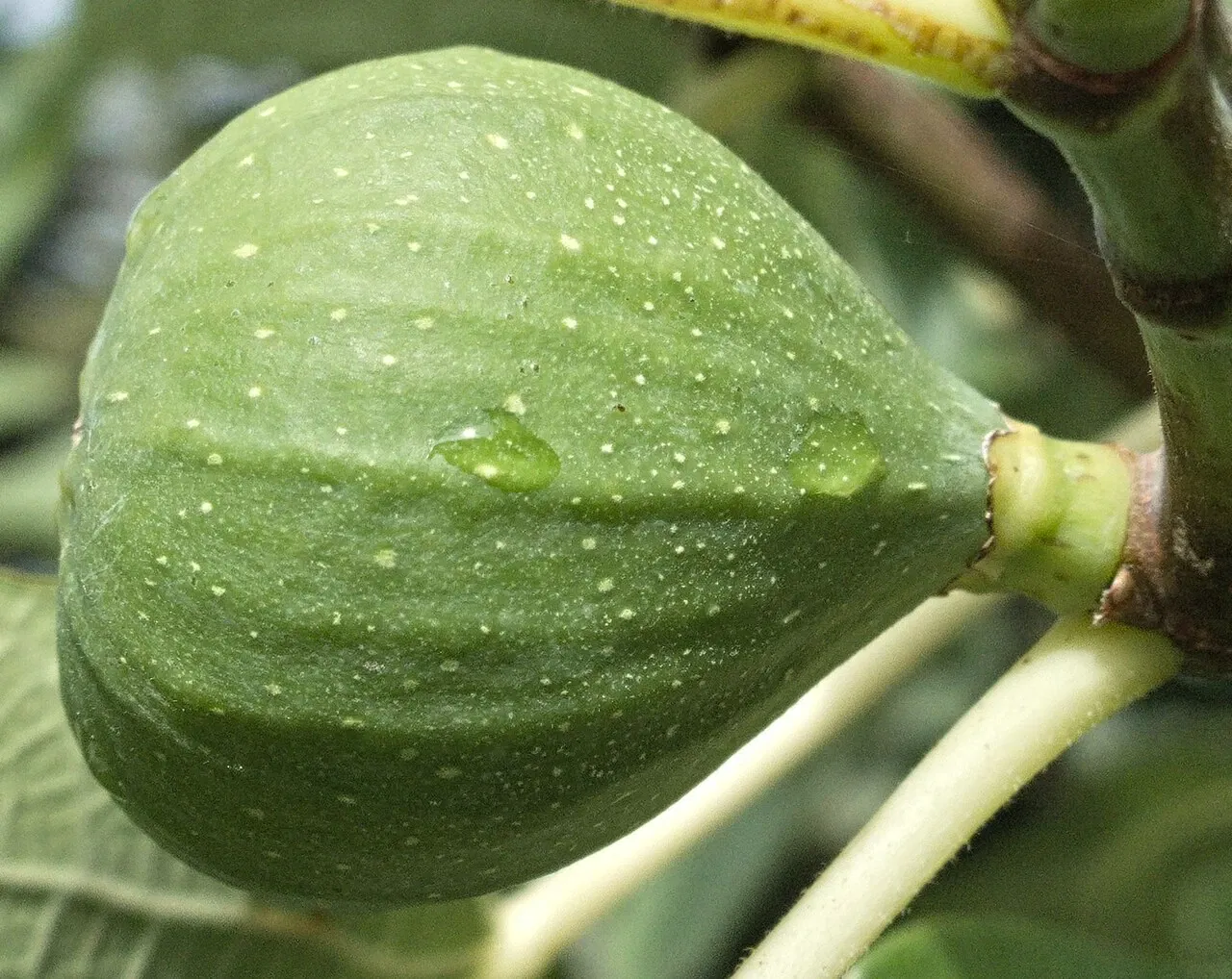 Alter Botanischer Garten