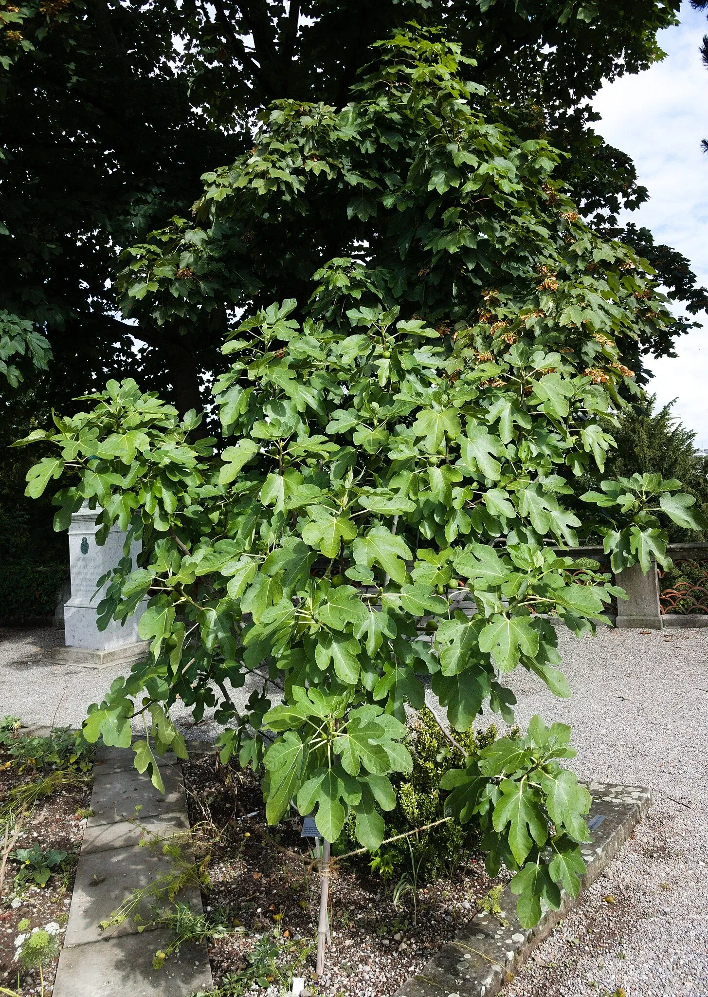 Jardin botanique de Zurich