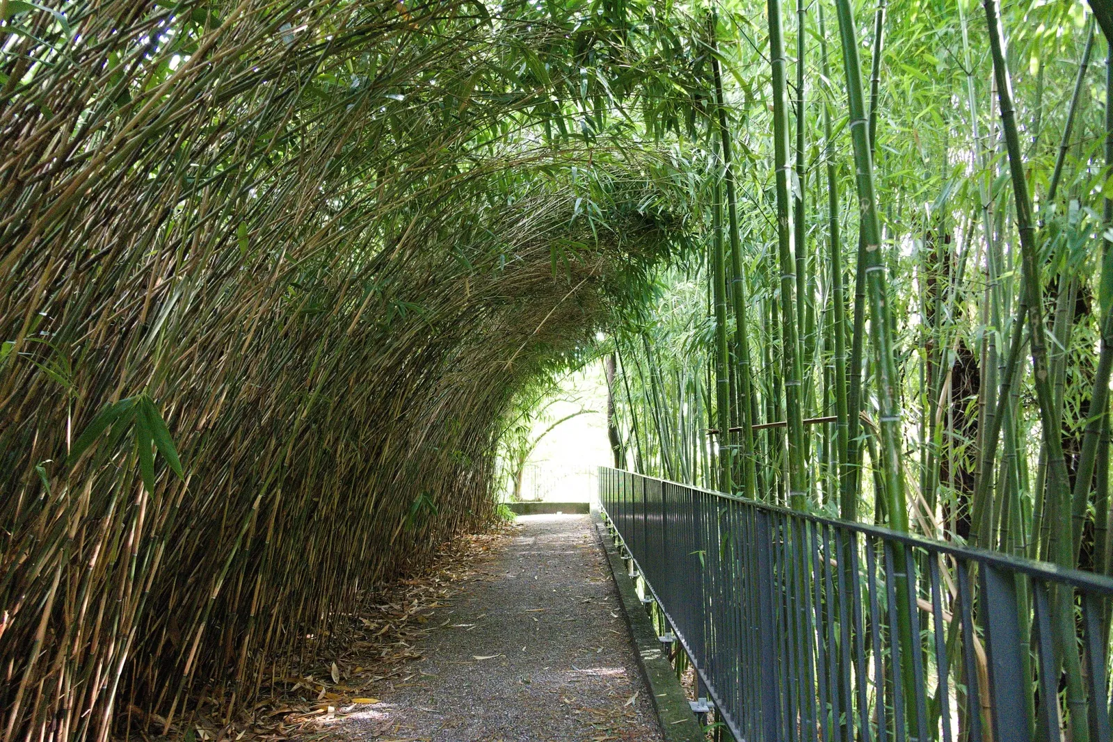 Alter Botanischer Garten