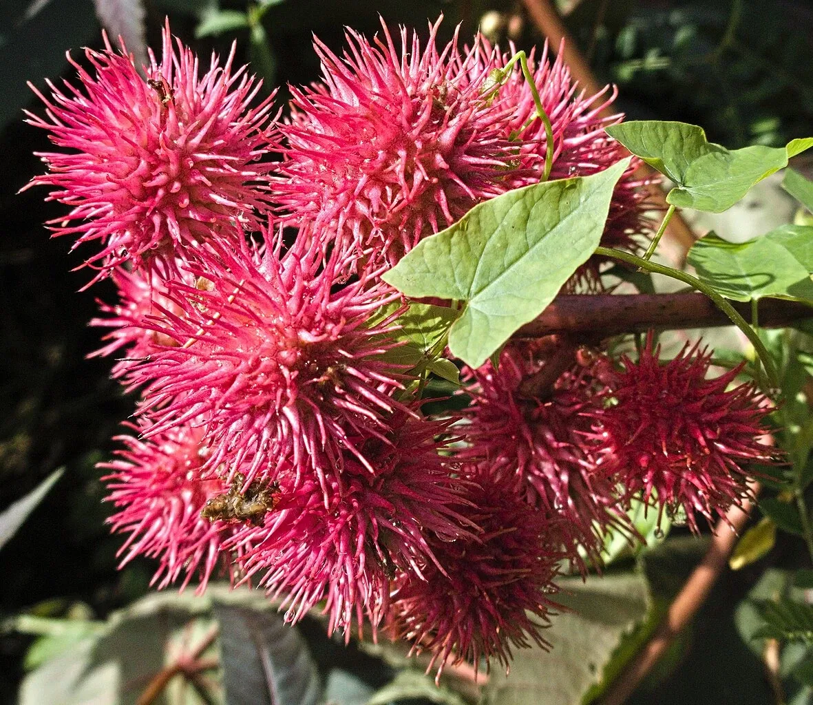 Jardin botanique de Zurich