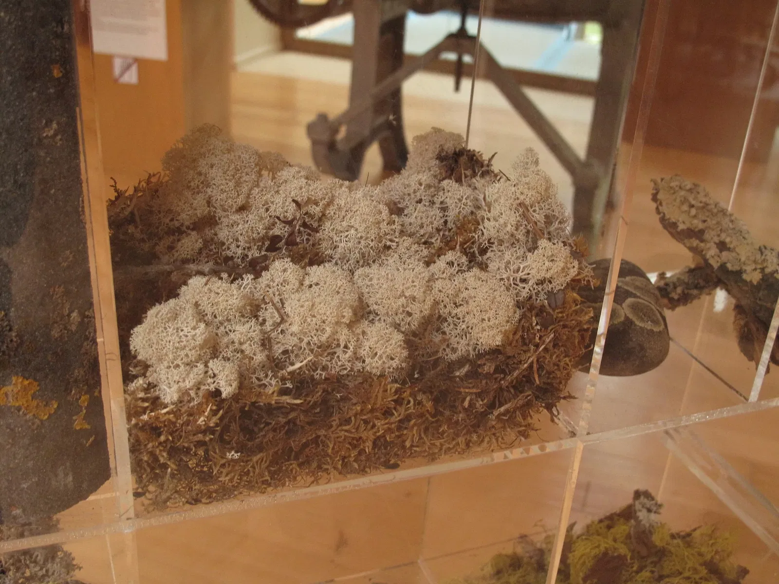 Conservatoire et Jardin botaniques de Genève