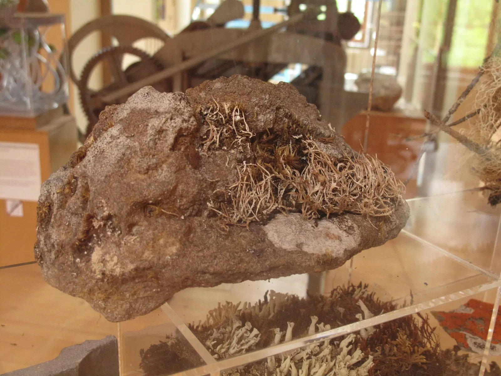 Conservatoire et Jardin botaniques de Genève