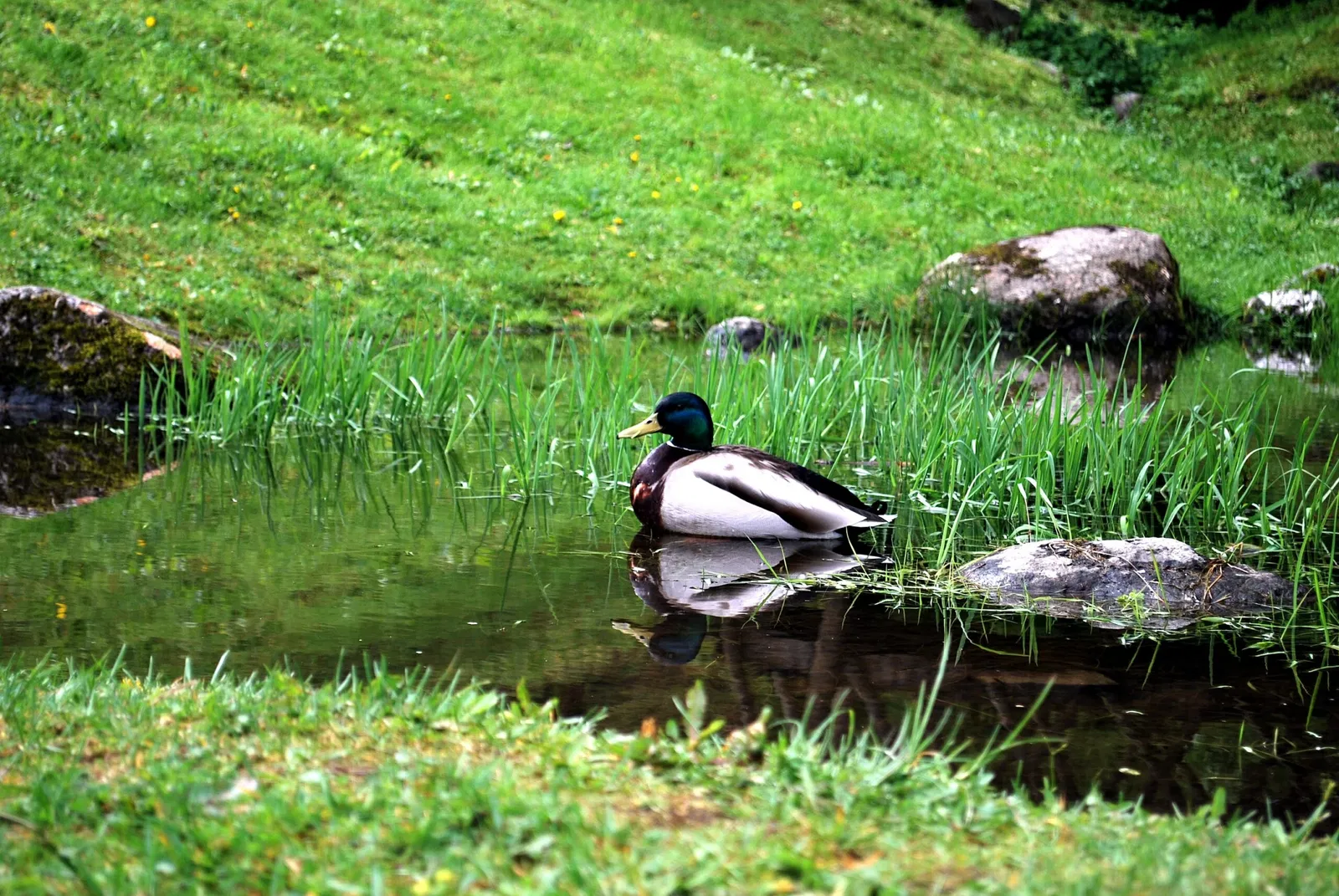 Herrenhaus Damsgård