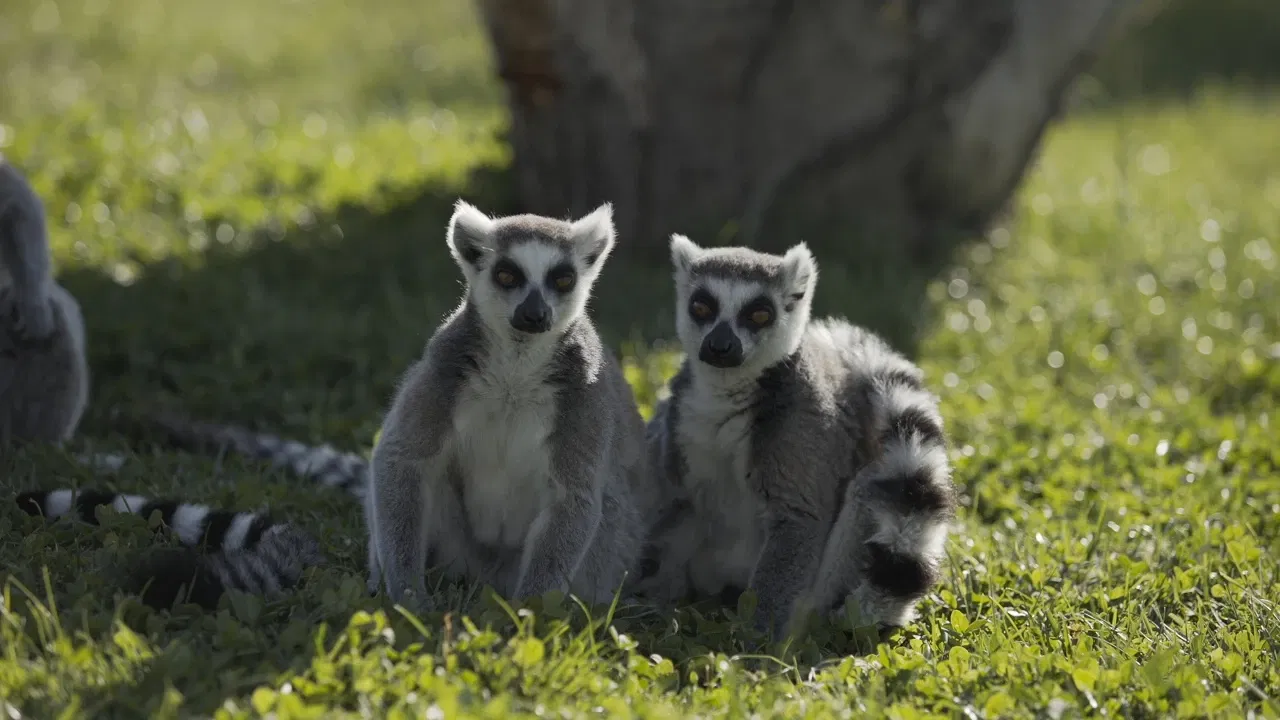 Eskişehir Metropolitan Municipality Zoo