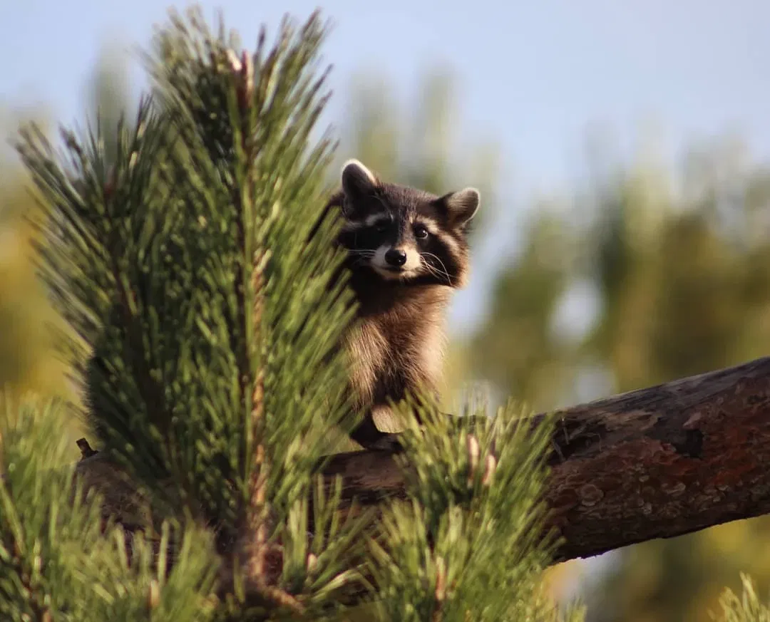 Eskişehir Metropolitan Municipality Zoo