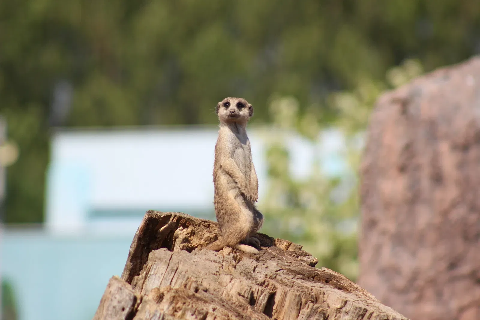 Eskişehir Metropolitan Municipality Zoo