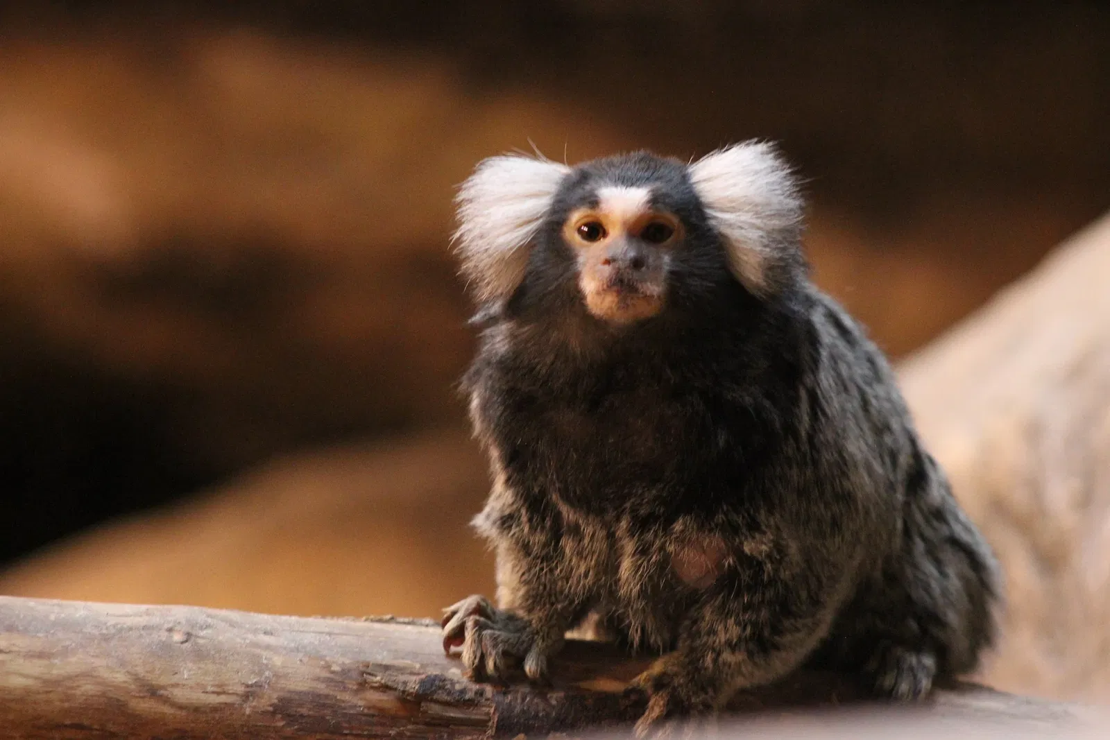 Eskişehir Metropolitan Municipality Zoo