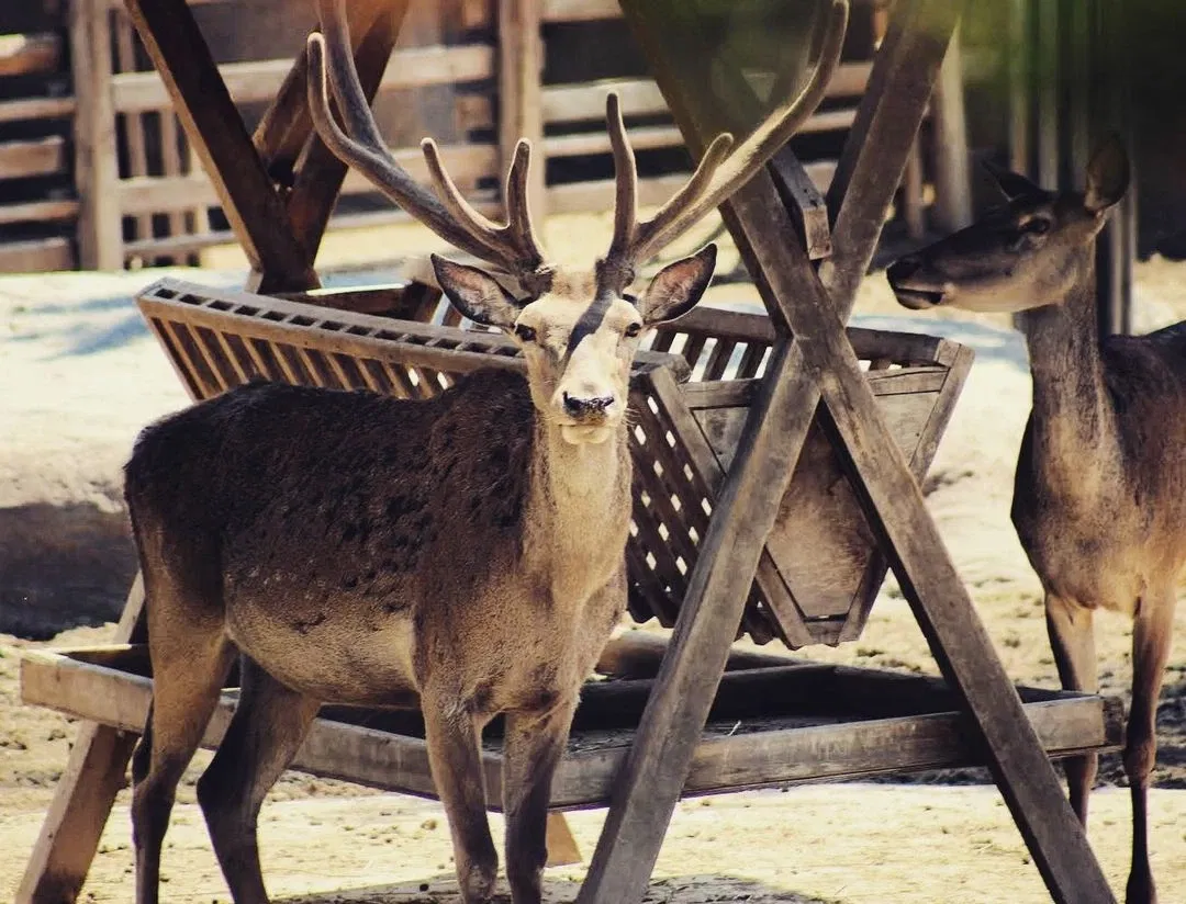 Eskişehir Metropolitan Municipality Zoo