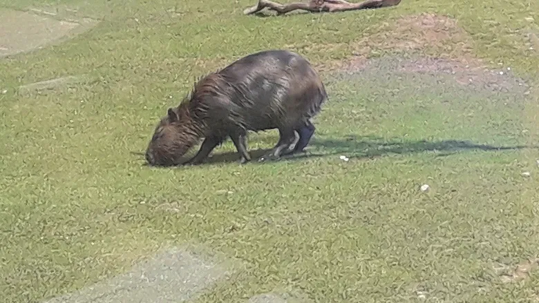 Eskişehir Metropolitan Municipality Zoo