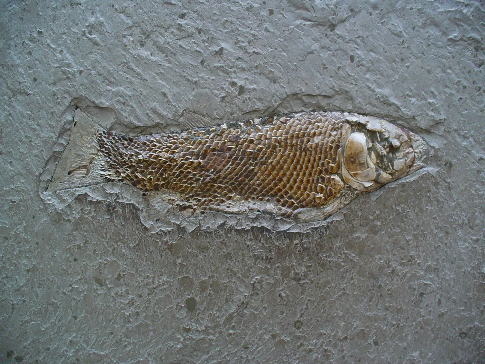 State Museum of Natural History Karlsruhe