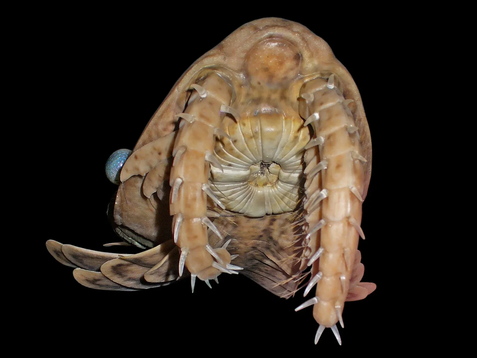 Staatliches Museum für Naturkunde