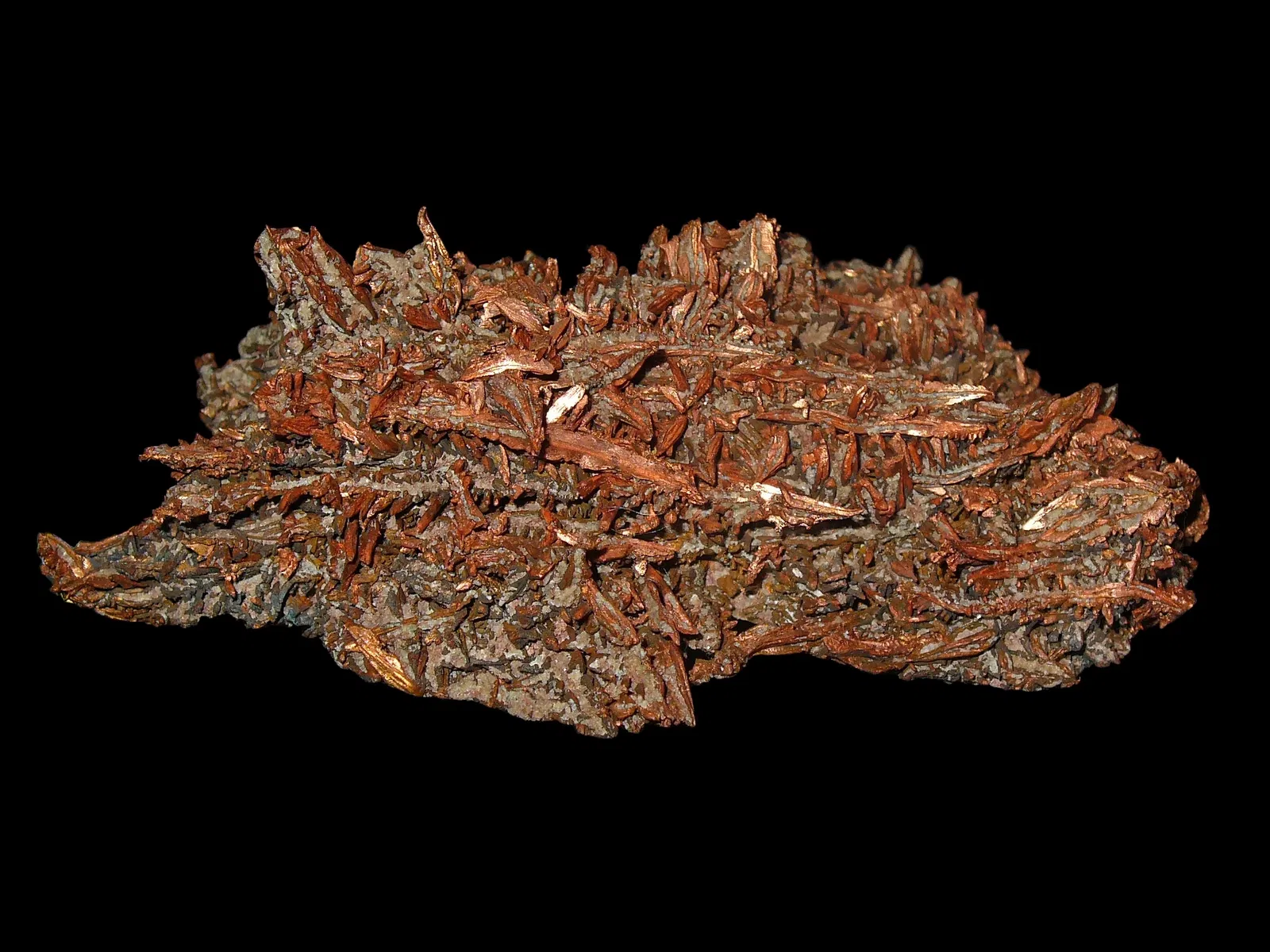 State Museum of Natural History Karlsruhe