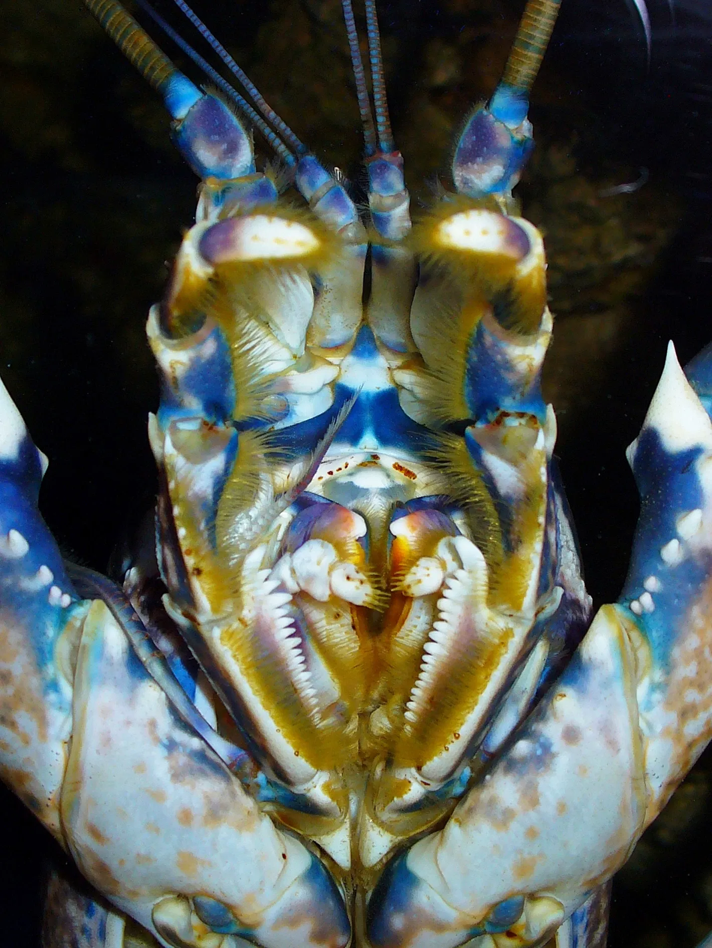 Staatliches Museum für Naturkunde