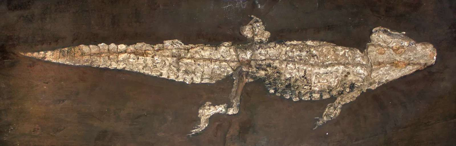 Staatliches Museum für Naturkunde