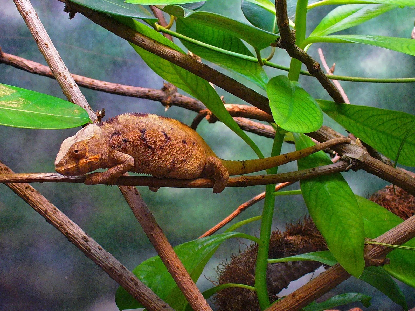Staatliches Museum für Naturkunde