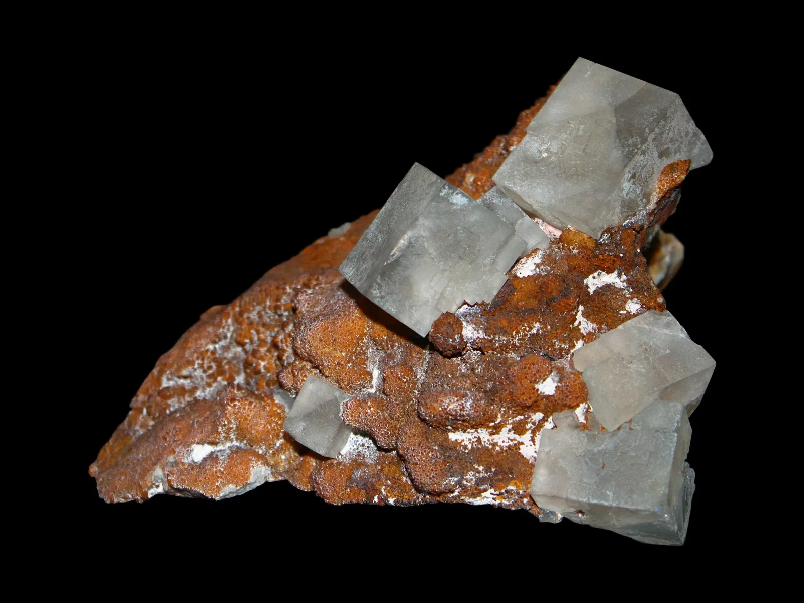 State Museum of Natural History Karlsruhe