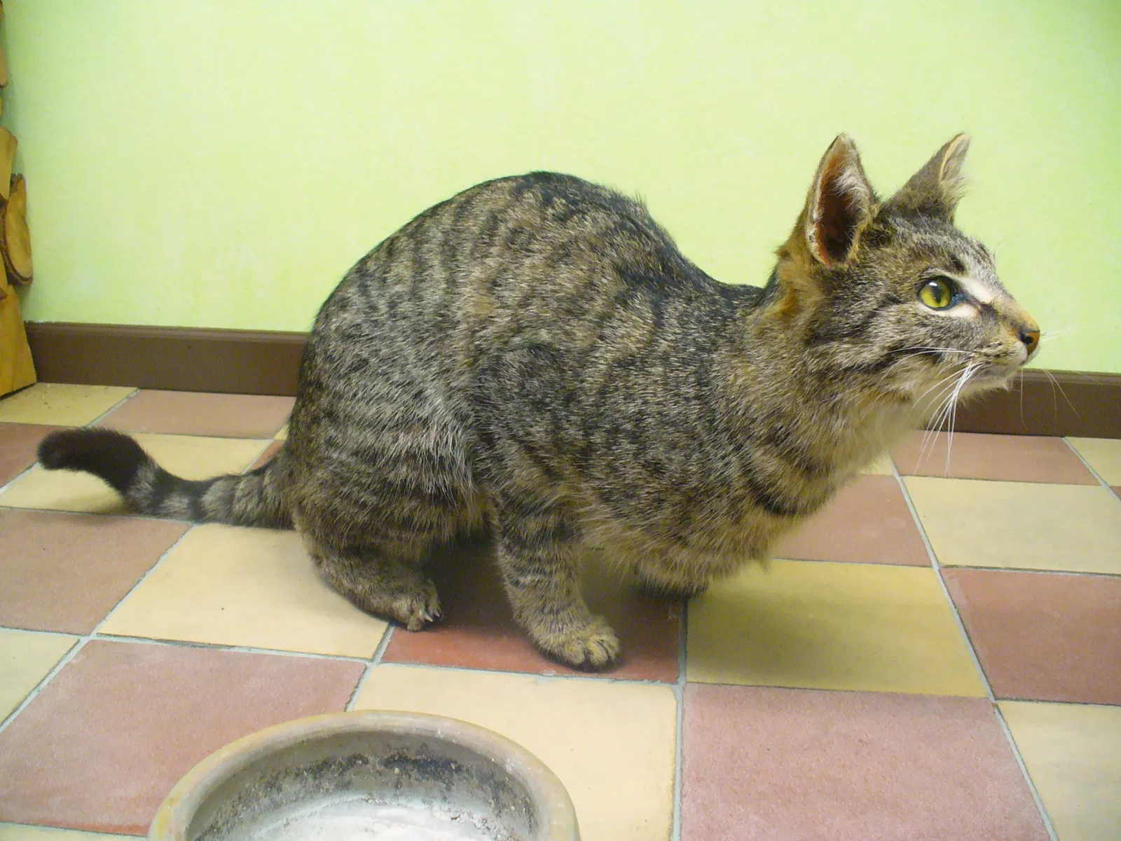 State Museum of Natural History Karlsruhe