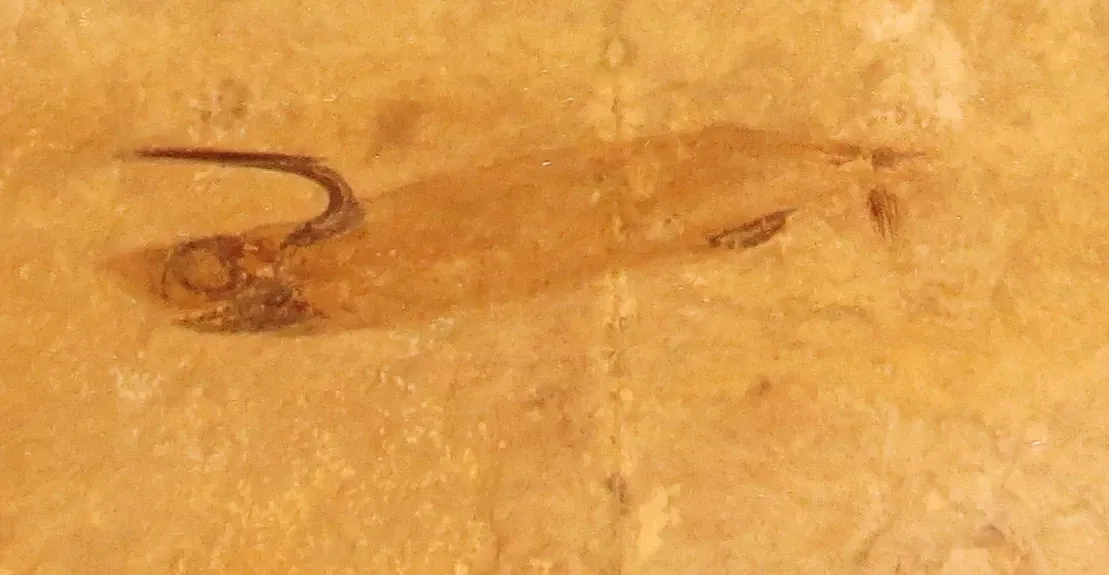 Staatliches Museum für Naturkunde