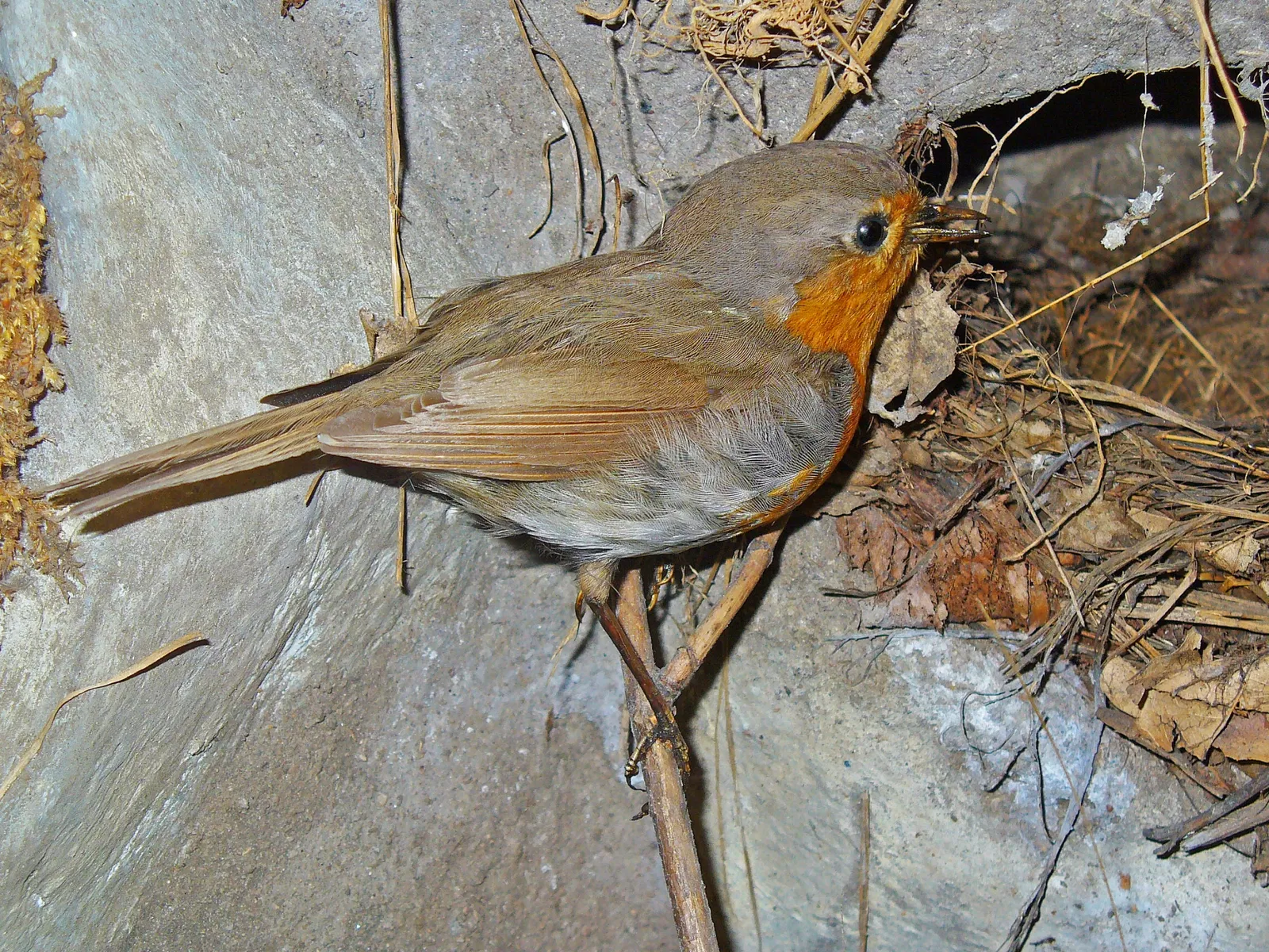 State Museum of Natural History Karlsruhe