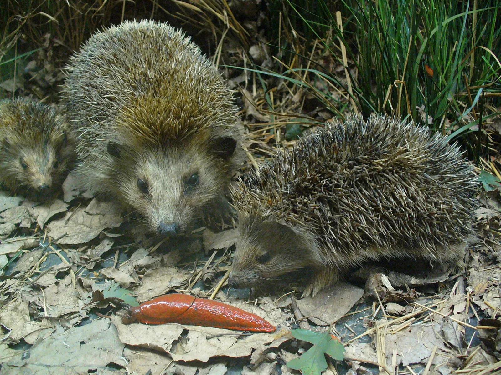 Staatliches Museum für Naturkunde
