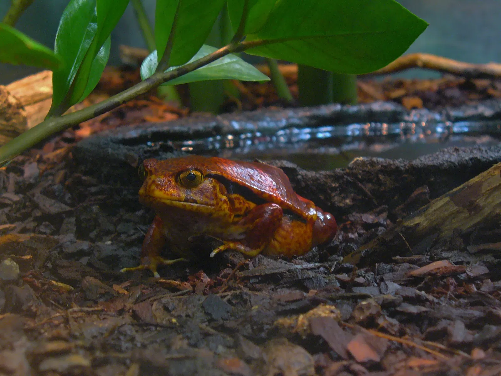 State Museum of Natural History Karlsruhe