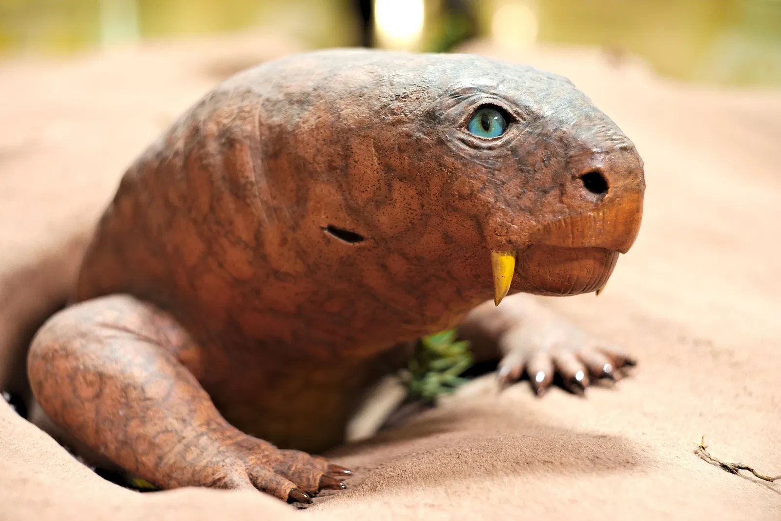 State Museum of Natural History Karlsruhe