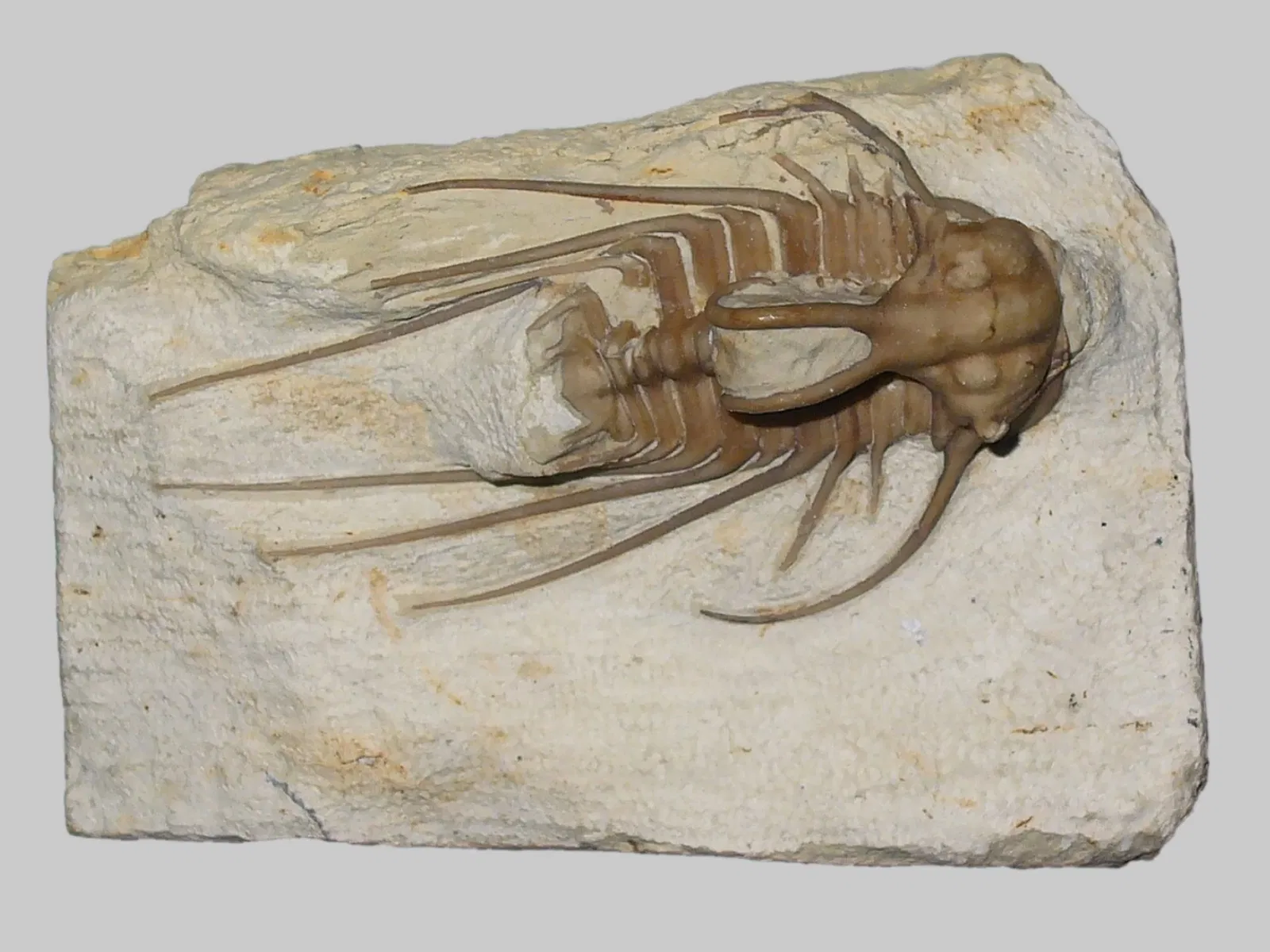 Staatliches Museum für Naturkunde