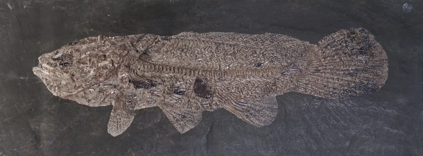 Staatliches Museum für Naturkunde