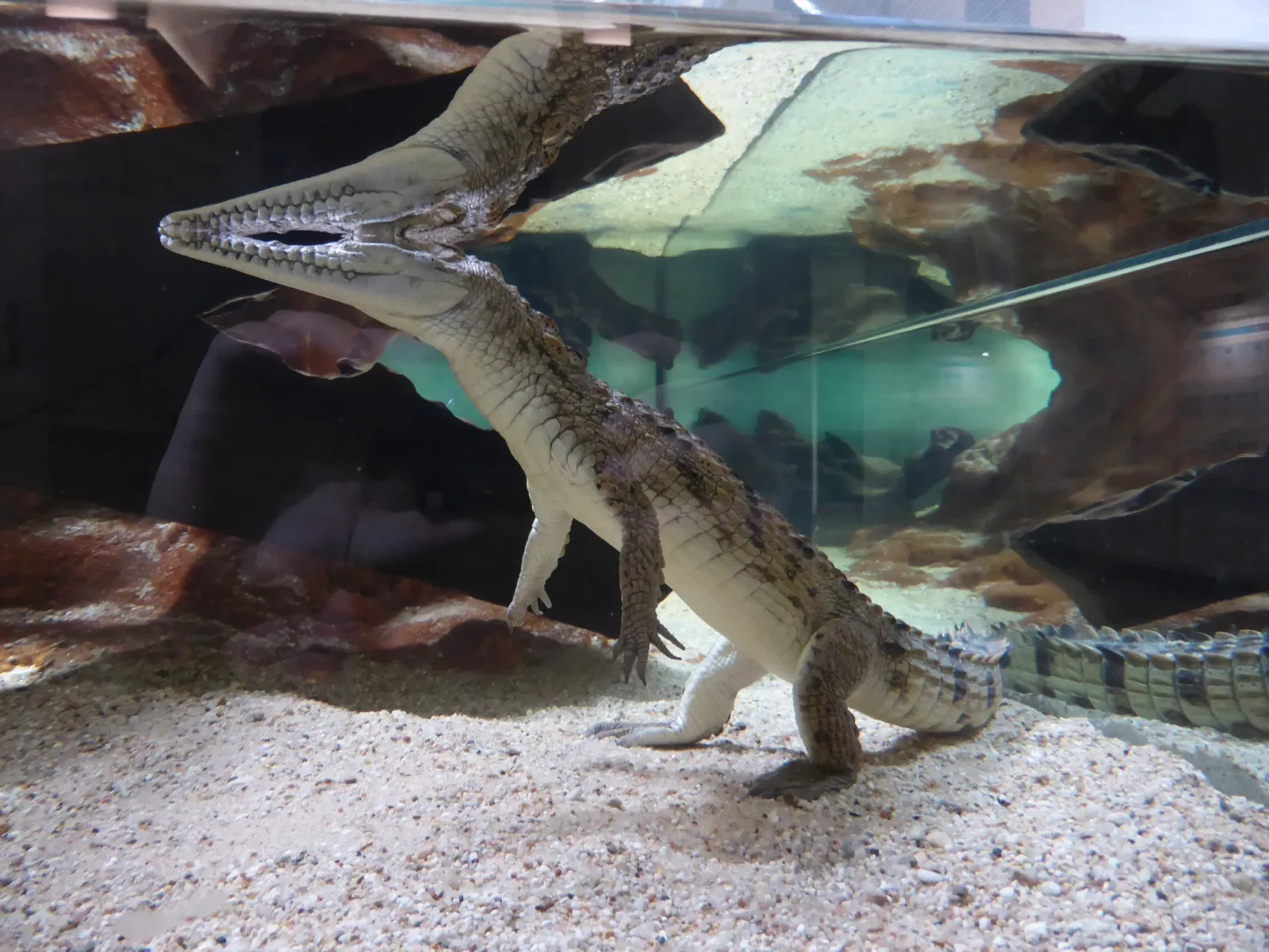 Staatliches Museum für Naturkunde