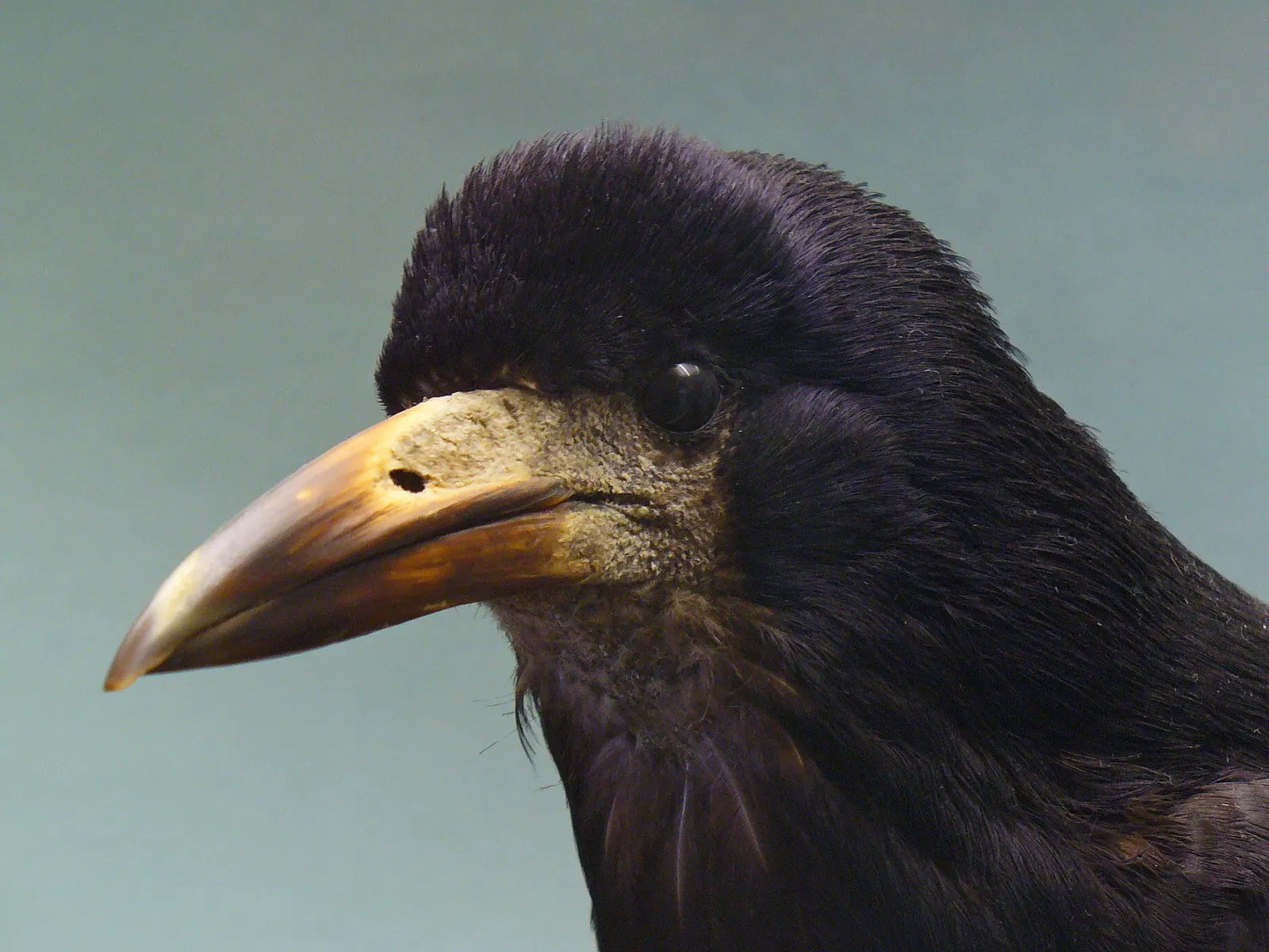 State Museum of Natural History Karlsruhe