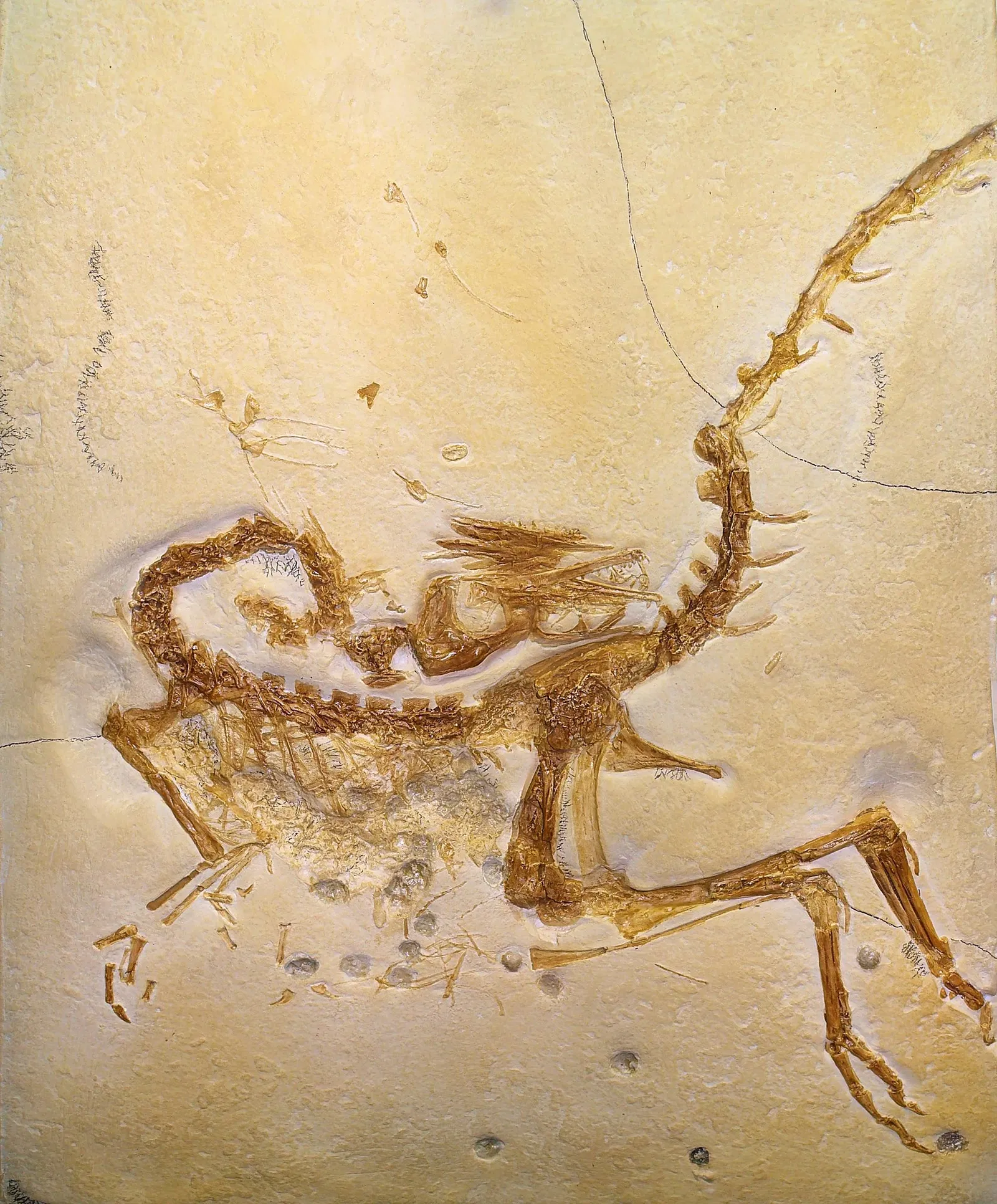 State Museum of Natural History Karlsruhe