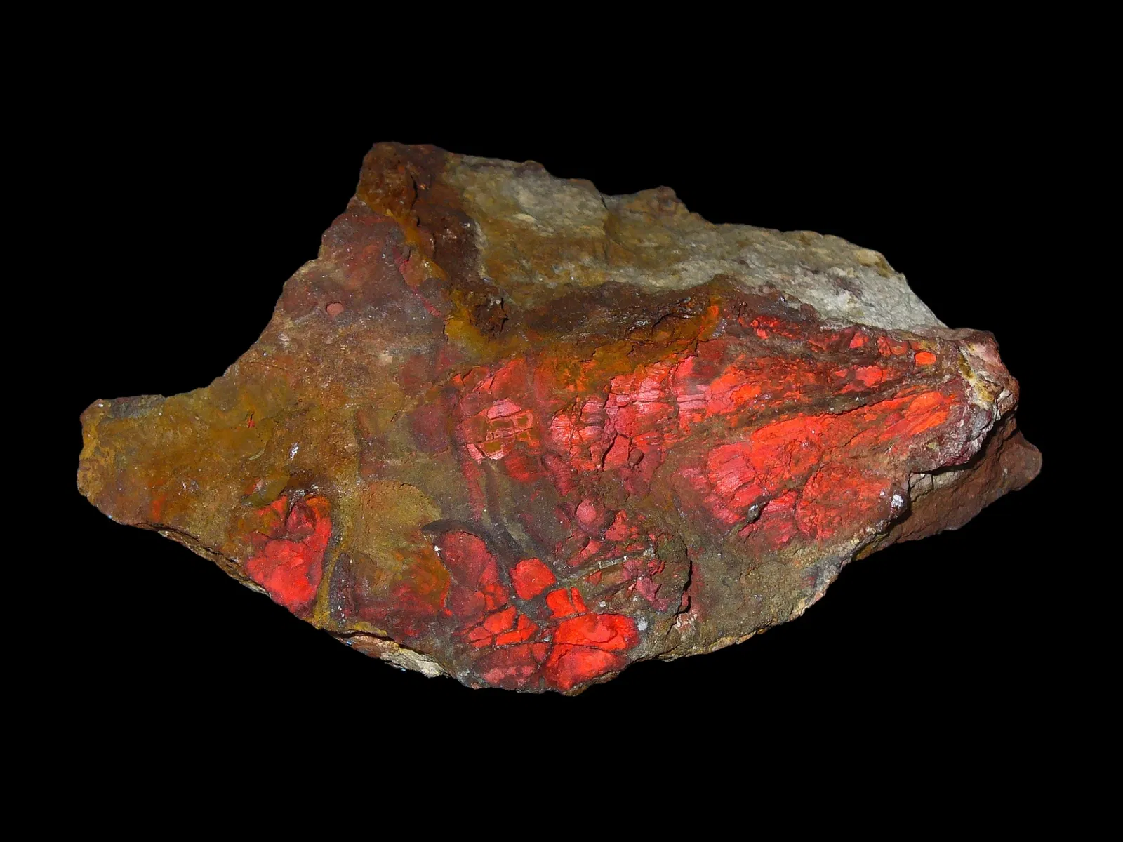 State Museum of Natural History Karlsruhe