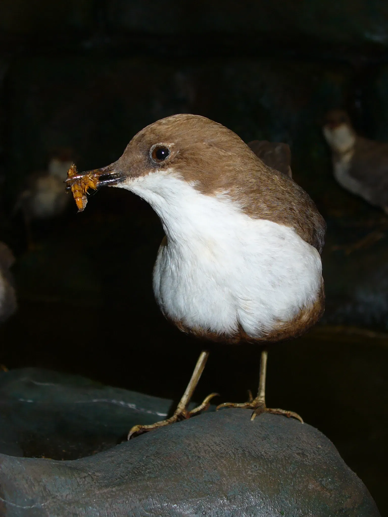 State Museum of Natural History Karlsruhe