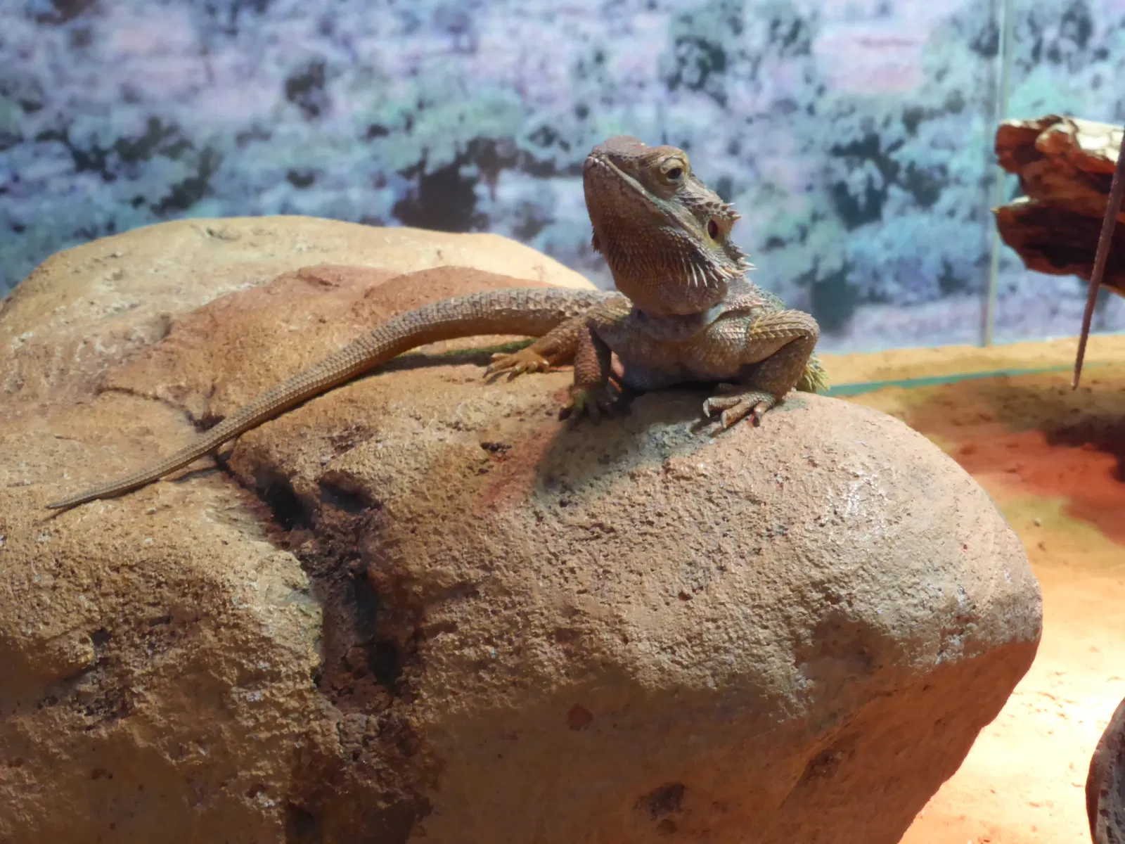 State Museum of Natural History Karlsruhe