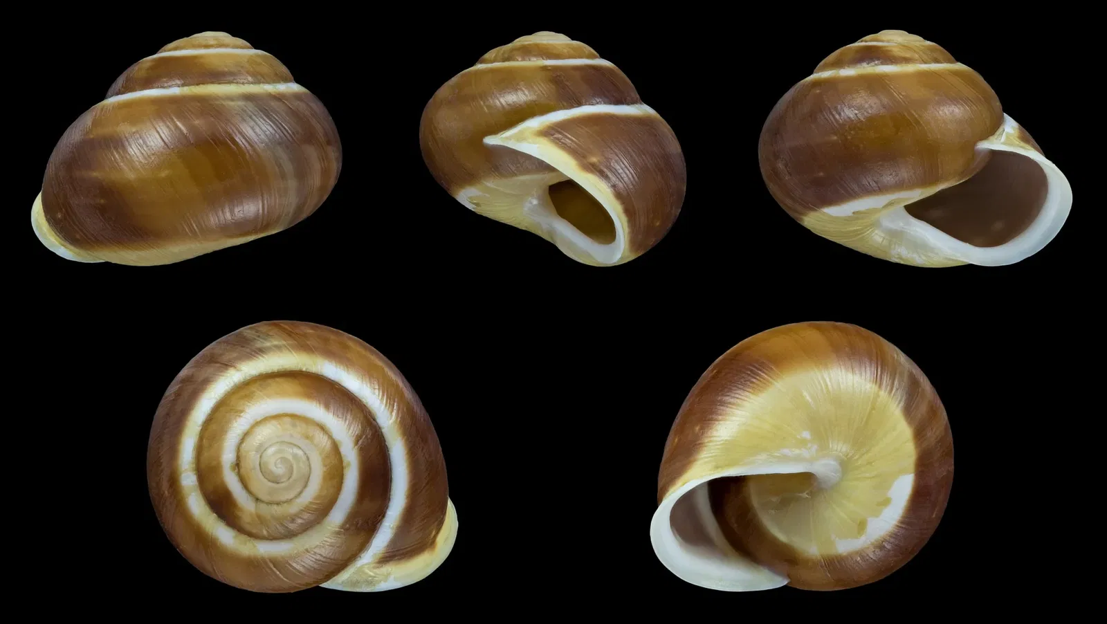 Staatliches Museum für Naturkunde