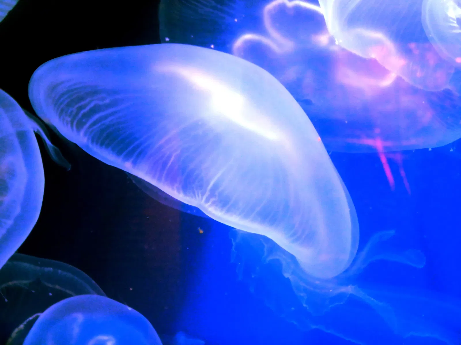 Staatliches Museum für Naturkunde