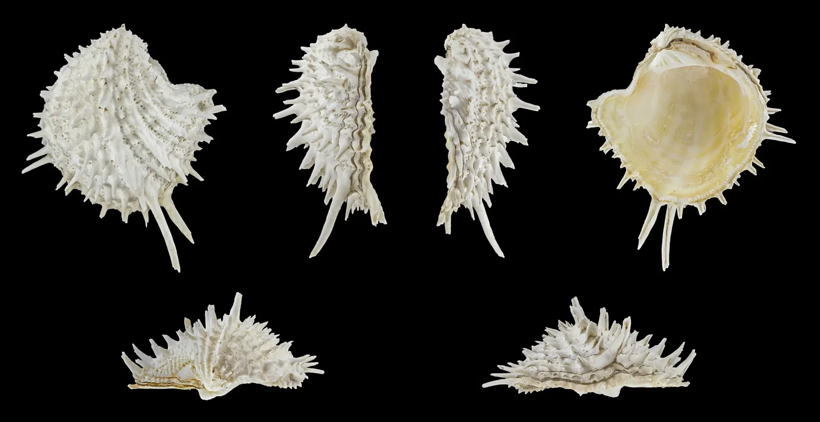 Staatliches Museum für Naturkunde