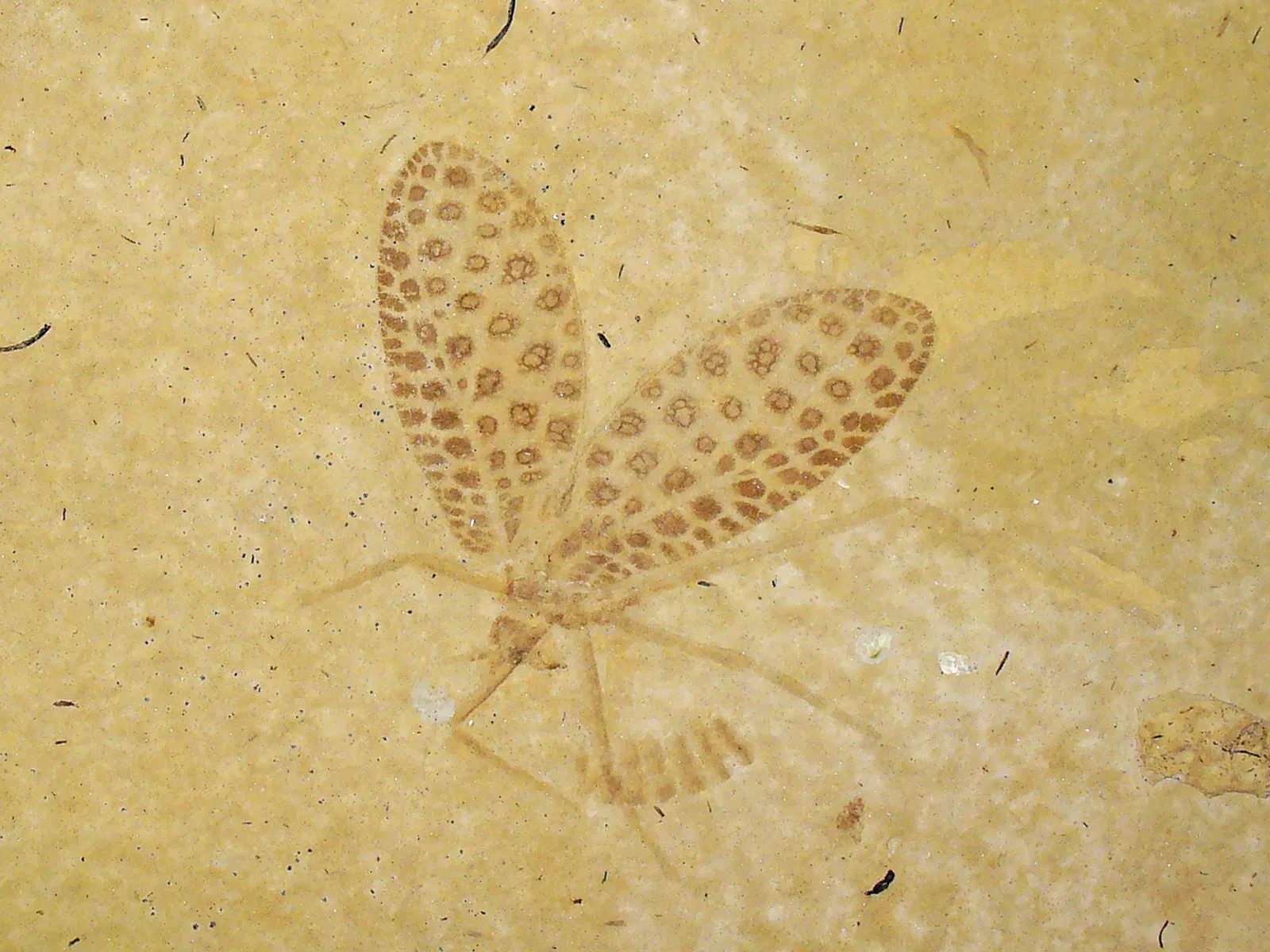 State Museum of Natural History Karlsruhe