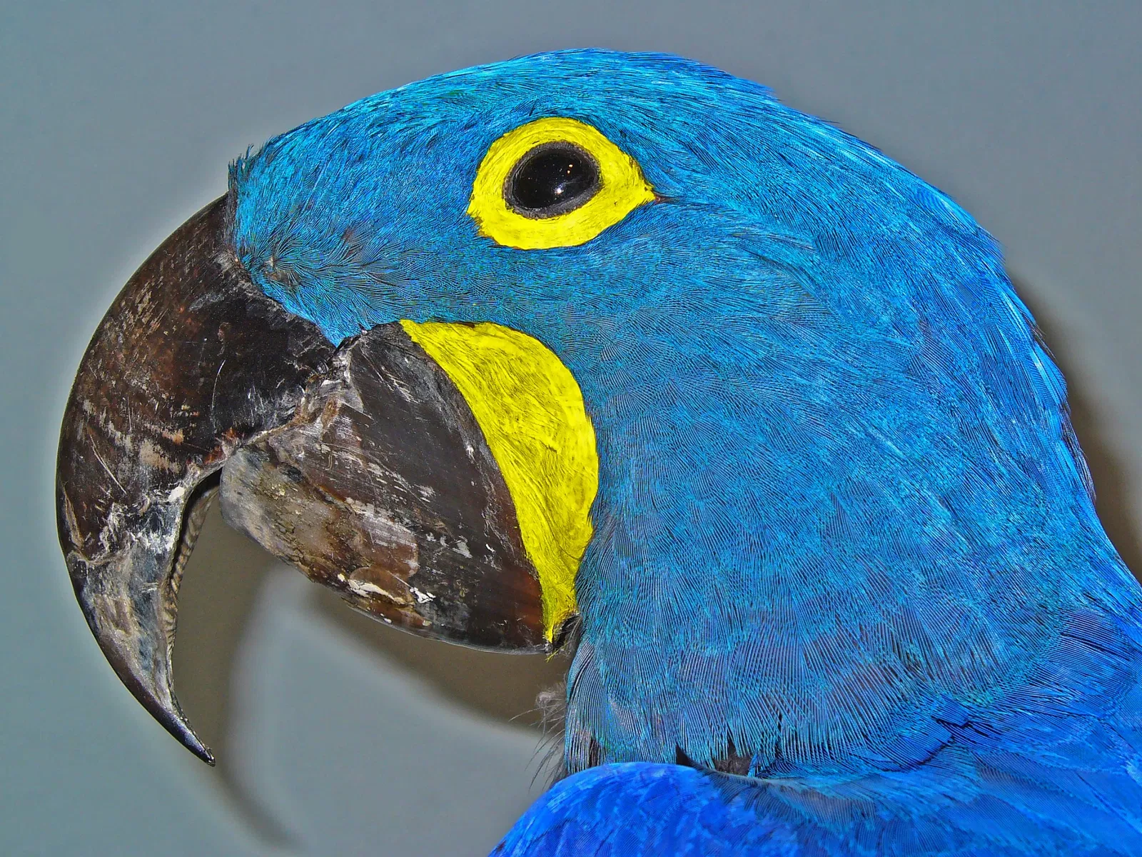 Staatliches Museum für Naturkunde