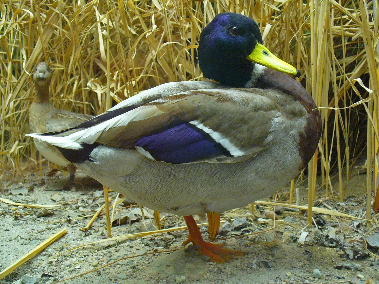 Staatliches Museum für Naturkunde