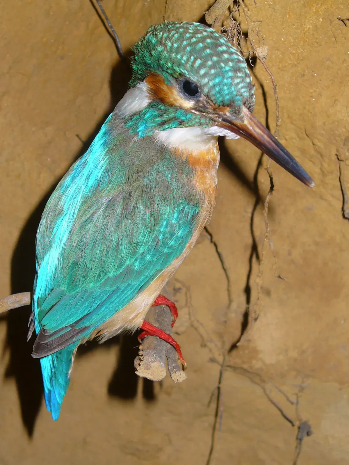 Staatliches Museum für Naturkunde