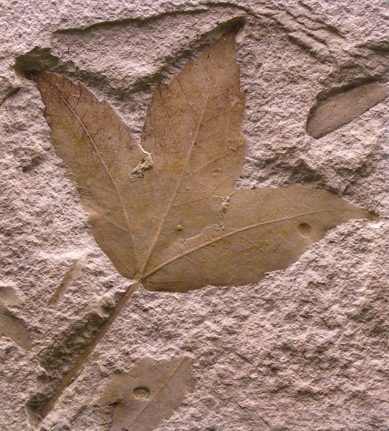 Staatliches Museum für Naturkunde