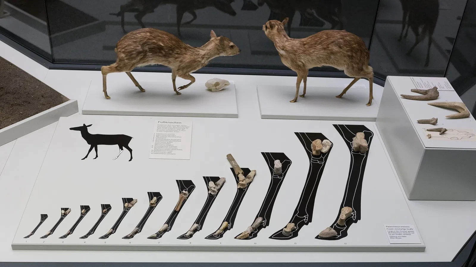 S-Planetarium and Nature Museum